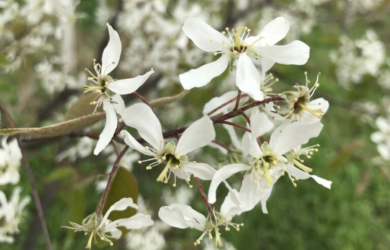 white flowers