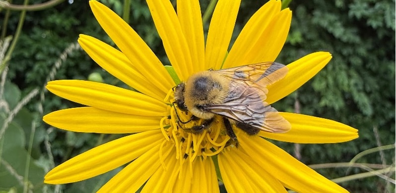 yellow flower with bumble bee on it